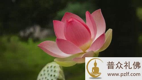 但除其病,不除其法