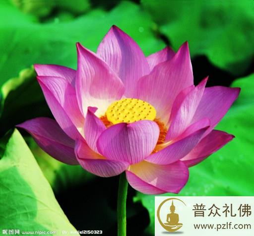 不回向亦能获大益,此语欠妥