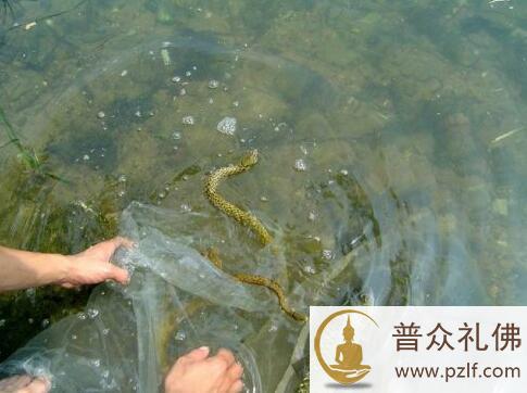 动物们踏上了回家路 \