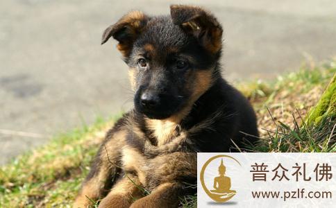 佛教徒能养宠物吗？佛弟子能养动物吗？