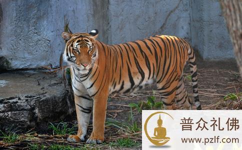 一觉醒来，追赶他的老虎竟不见了？