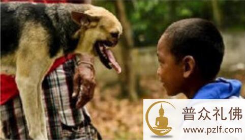 为救主人，它面部被撕裂，身受重伤