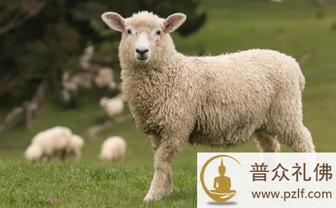 为贪口腹之欲犯欺骗与杀生，死后堕入畜生道