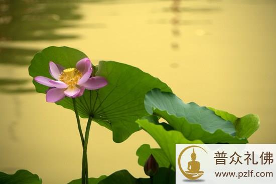 八万劫后,未脱鸽身