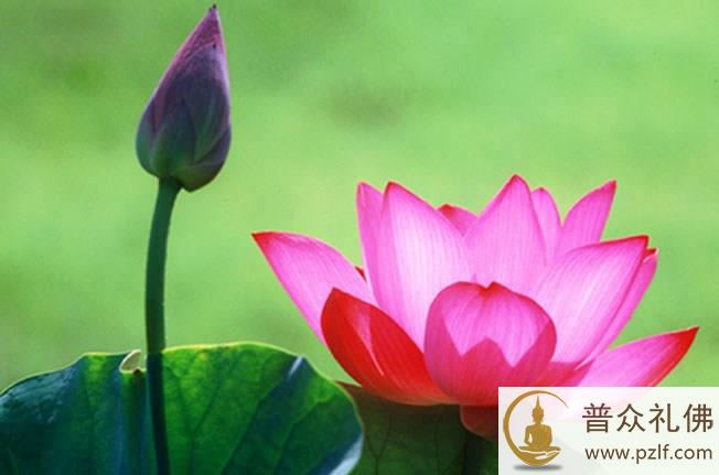 即使没有往生,你所念的佛也没有空过