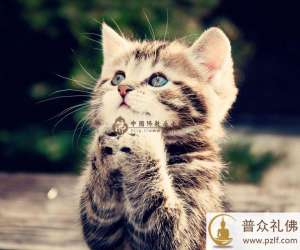 小猫“解脱”凡世，虔诚礼佛