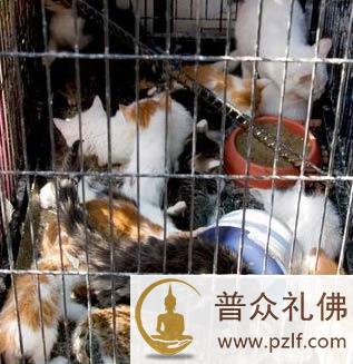 历经炼狱它们何辜?餐盘里盛满无尽血泪!