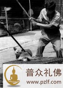 历经炼狱它们何辜?餐盘里盛满无尽血泪!