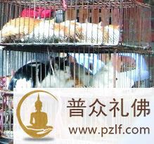 历经炼狱它们何辜?餐盘里盛满无尽血泪!