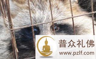 历经炼狱它们何辜?餐盘里盛满无尽血泪!