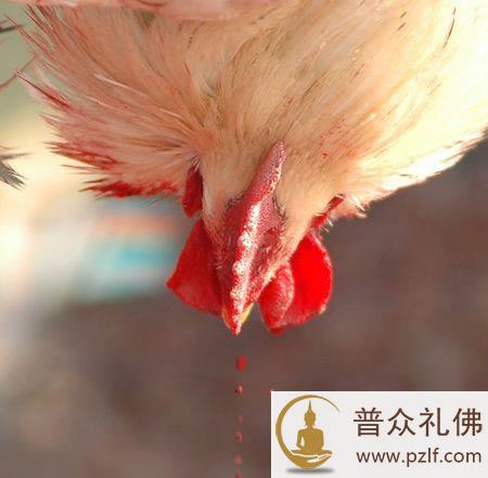 亲历屠宰场，残酷的人间地狱