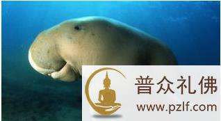“美人鱼”儒艮各个国家都努力拯救