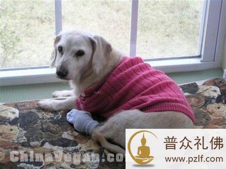 世界最长寿狗去世 活21年相当于人类147岁