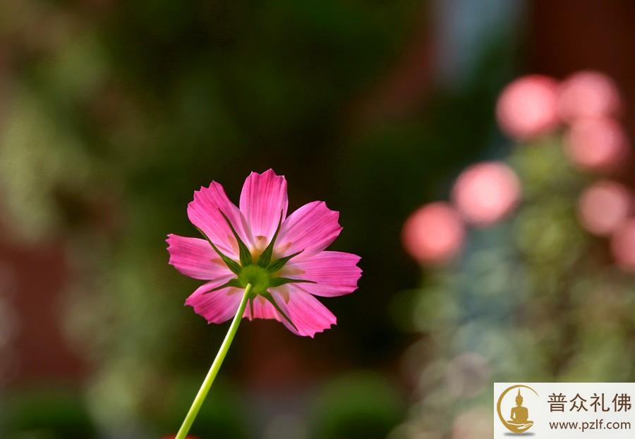 一块地,总有适合它的种子
