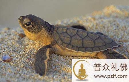 为报恩情，乌龟河边收集碎金为他换耕牛