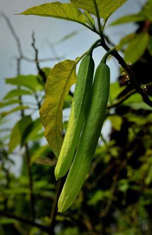 安顺市举办首届清真饮食文化节